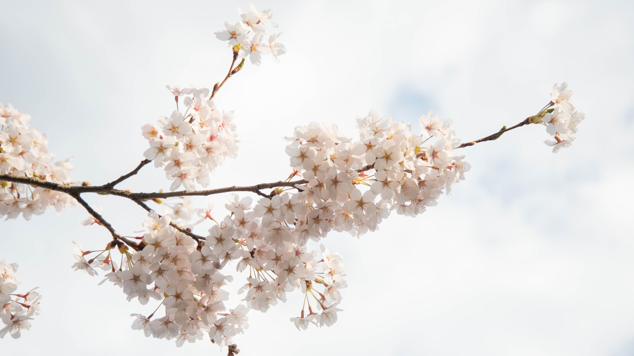 *桜/当館から車で約20分の天王桜も有名な桜スポットの一つです