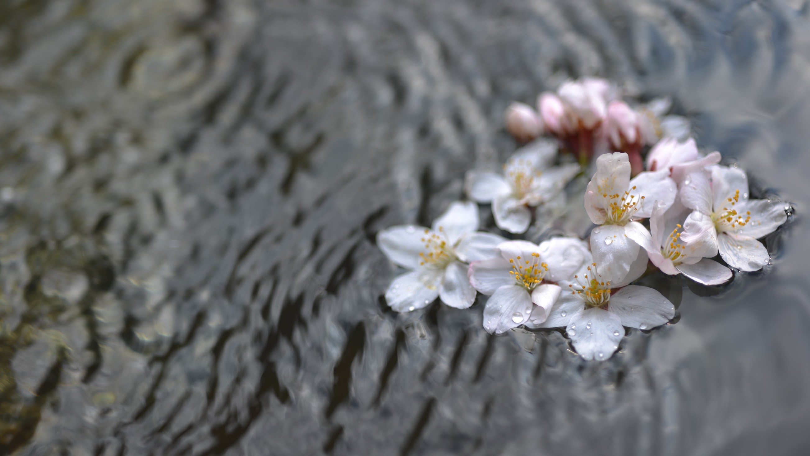 *露天風呂/春は花見露天がとても美しいです。はらはら舞う花弁を見ながら温泉を愉しんで