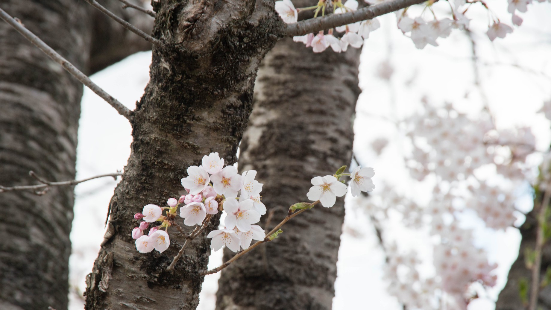 *桜/当館を取り囲むように、見事な桜が咲き誇ります
