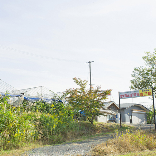 *【周辺】当館直営のさくらんぼ狩園。時期がありますので、ご注意下さい。