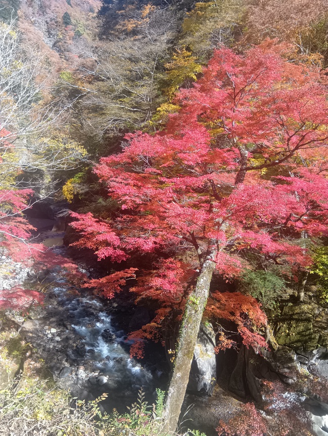 中津峡女郎モミジ周辺