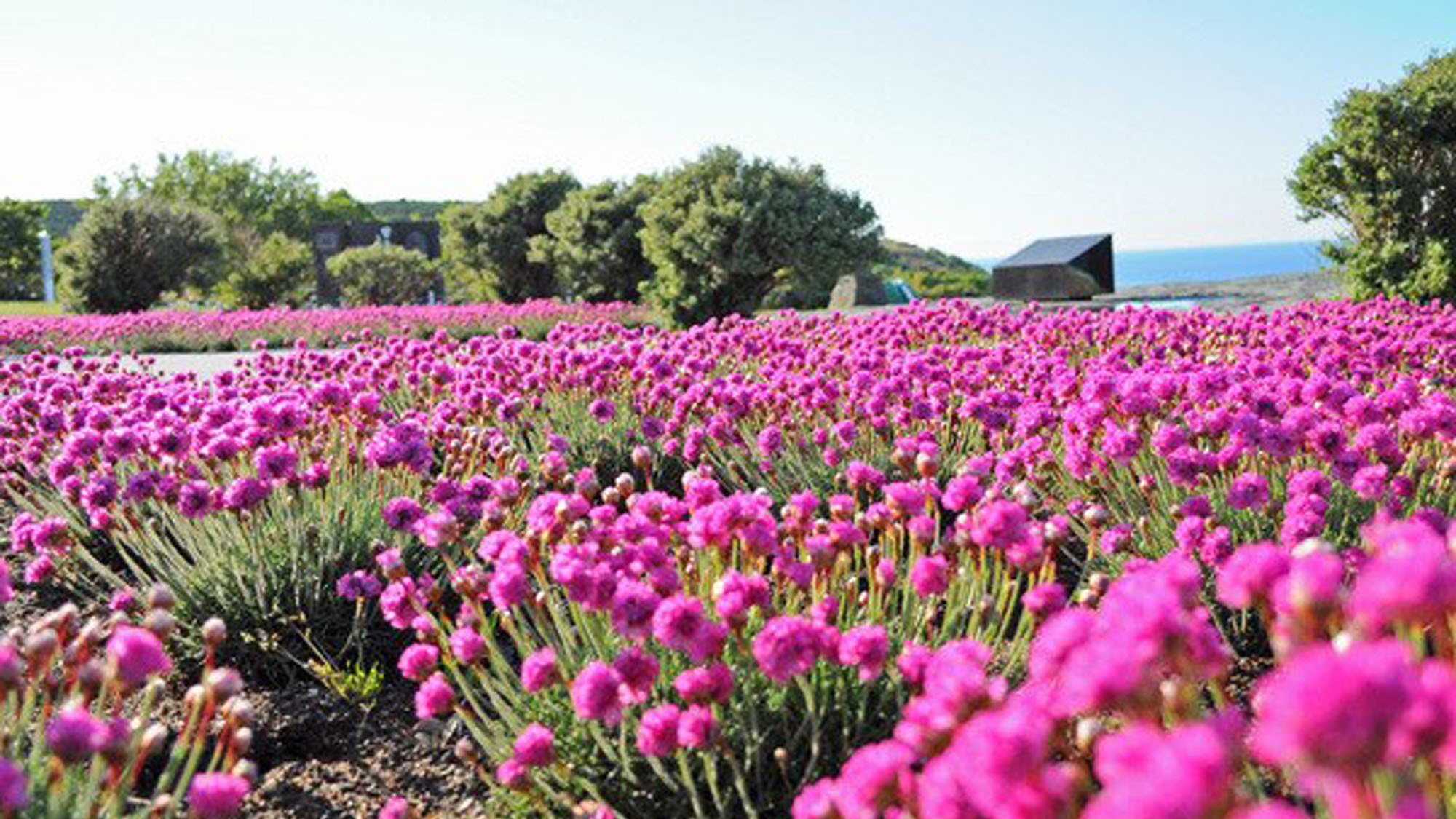 【稚内公園】6月〜7月には公園内にたくさんのアルメリアが開花します。