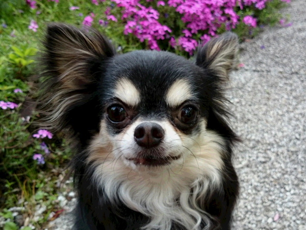 看板犬ハリー夏