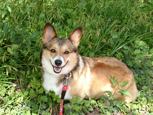 ティファニー夏散歩