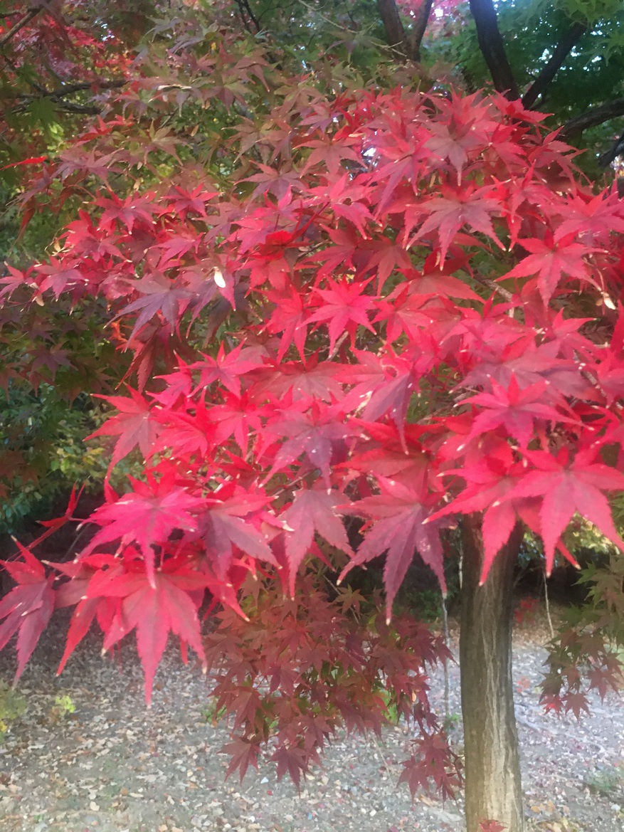 紅葉の名所「東福寺」