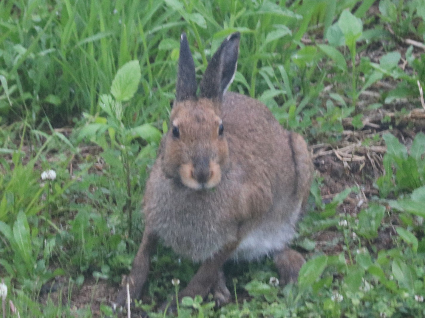 エゾユキウサギ（coco rireの庭より眺む）