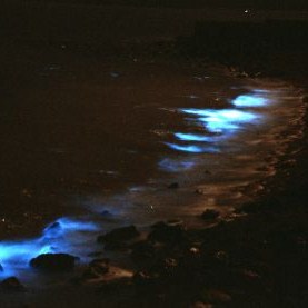 【三大名物】夜光虫。揺れる水面がキラキラト光を放ちます。夏の夜の思い出に♪