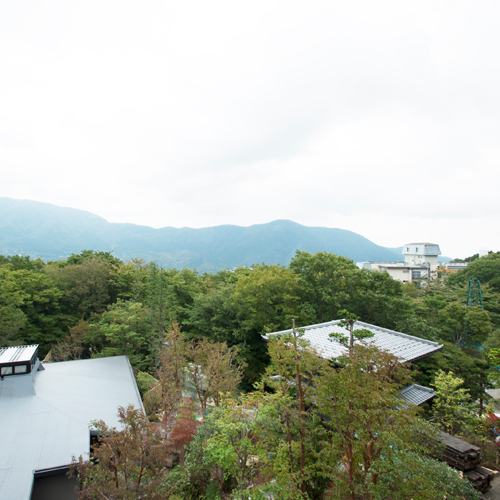 【301：野旬菊（のしゅんぎく）】