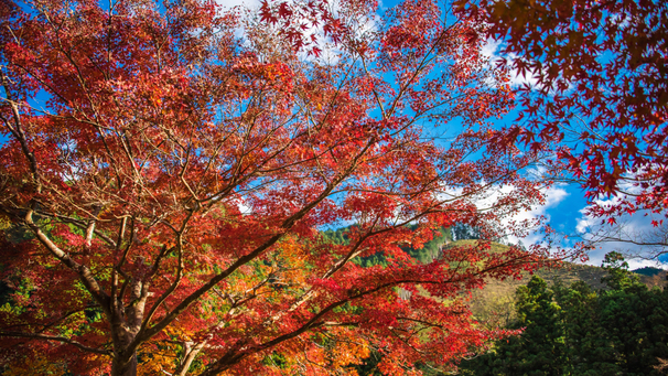周辺・観光／御岳山紅葉がとてもきれいです