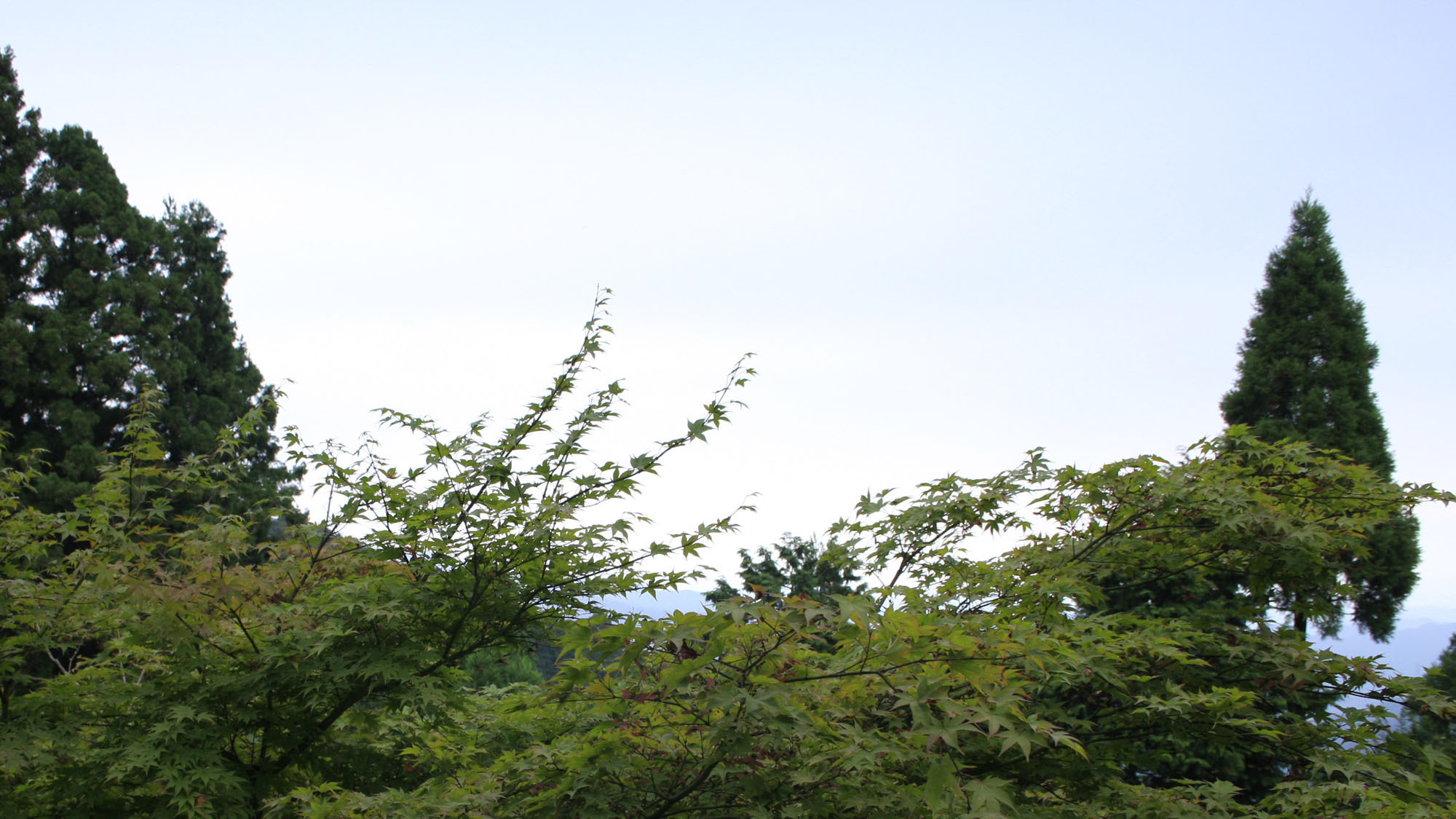 周辺・観光／御岳山新緑の季節には青々とした木々でマイナスイオンをたっぷりと