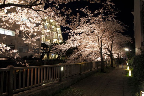 松川遊歩道ライトアップされた桜