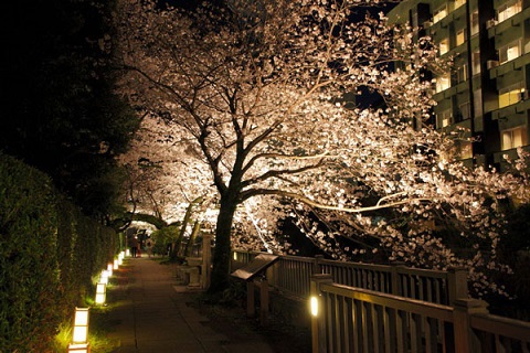松川遊歩道ライトアップされた桜