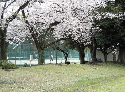 小室山総合グランドの桜