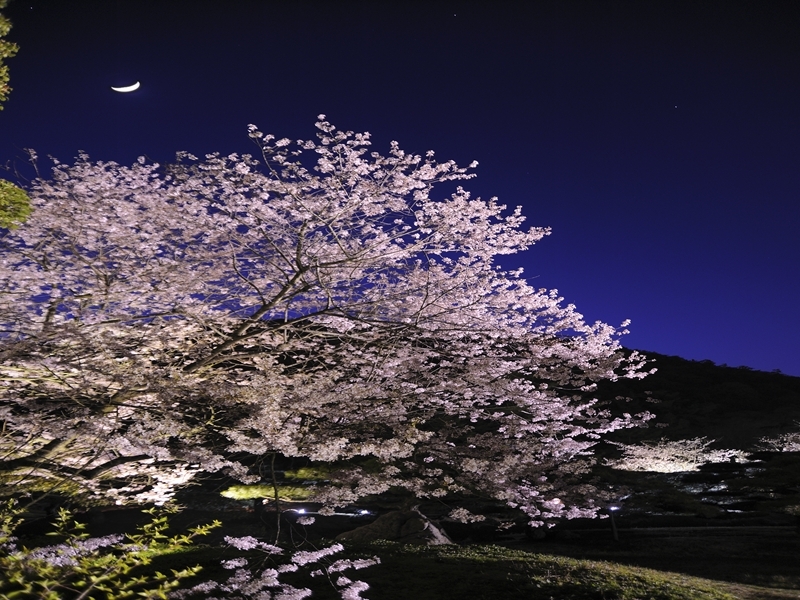 栗林公園の夜の桜