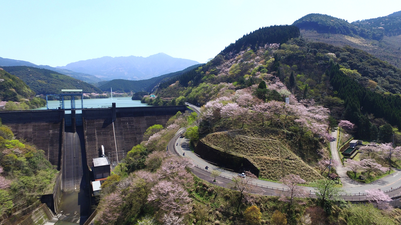 【周辺・観光】市房ダム湖周辺の桜（2020年3月27日現在：満開）