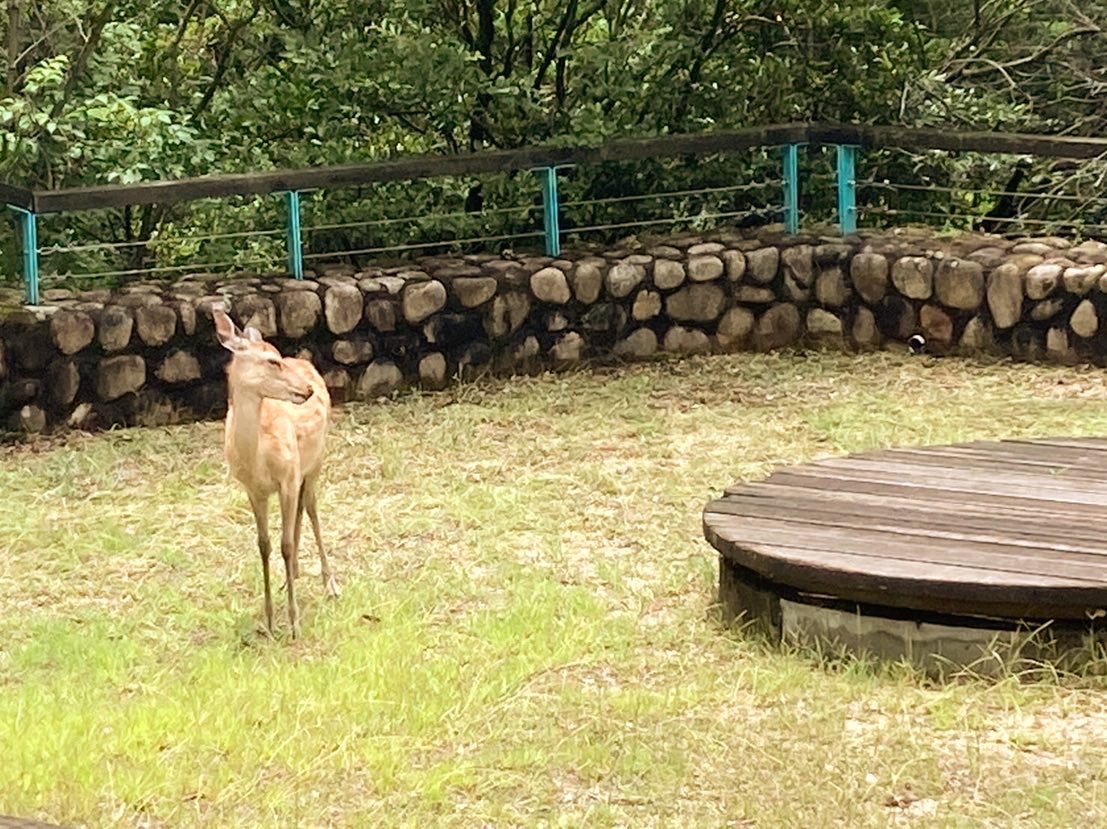 西広場にシカ！