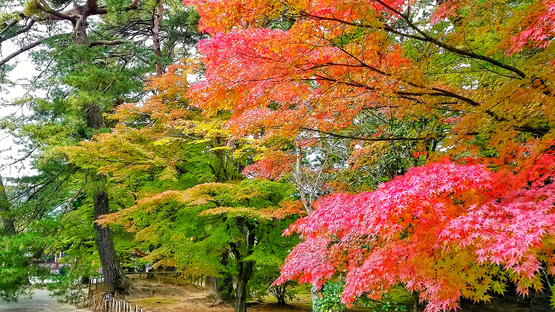 毛越寺の紅葉。見頃は10月下旬〜11月中旬。※当館より車で20分