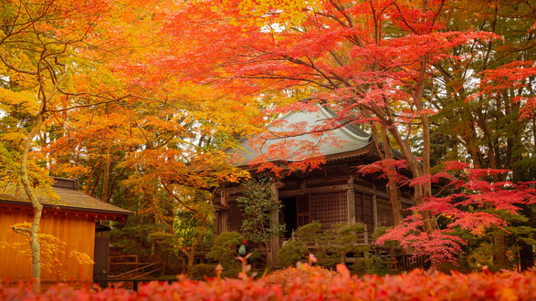 中尊寺の紅葉。見頃は10月下旬〜11月中旬。※当館より車で20分