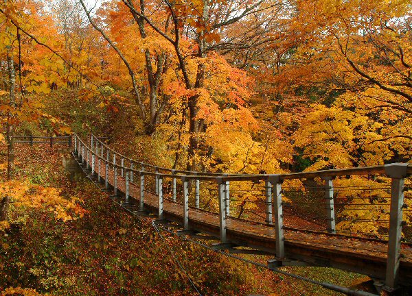 中野もみじ山「つり橋」