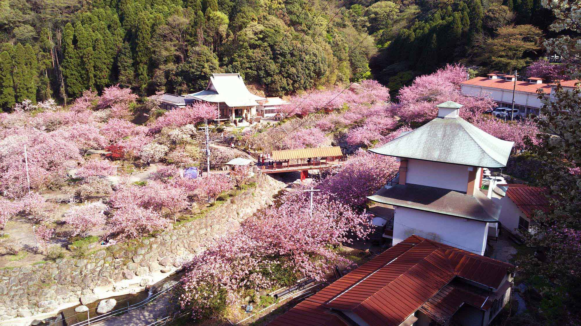 一心寺の桜「桜の雲海」と称される景色は圧巻！