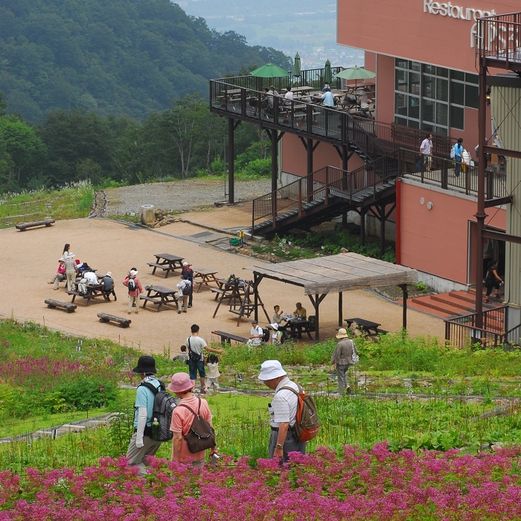 山頂レストラン「あるぷす360」と高山植物（五竜高山植物園）