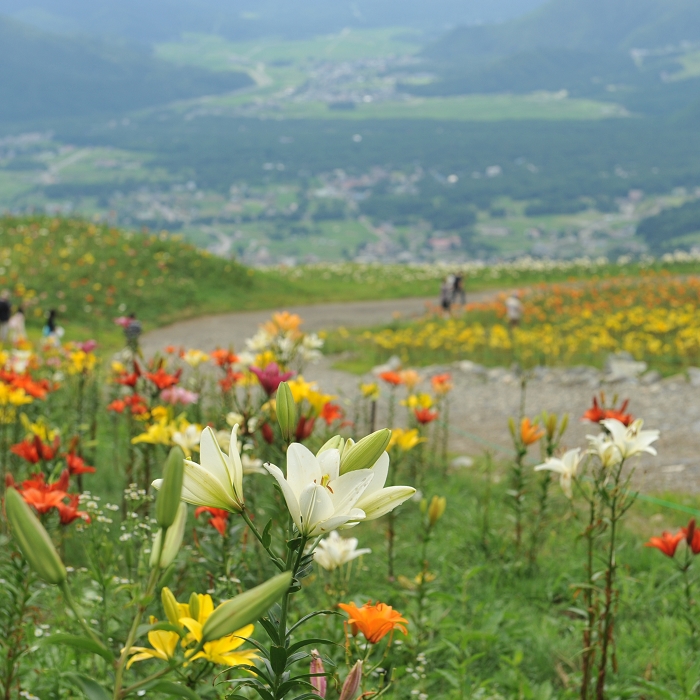白馬岩岳ゆり園