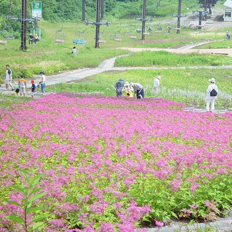 シモツケソウと五竜リフト（五竜高山植物園）