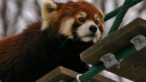 旭山動物園イメージ