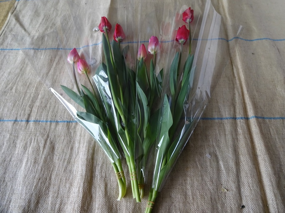 チューリップ収穫