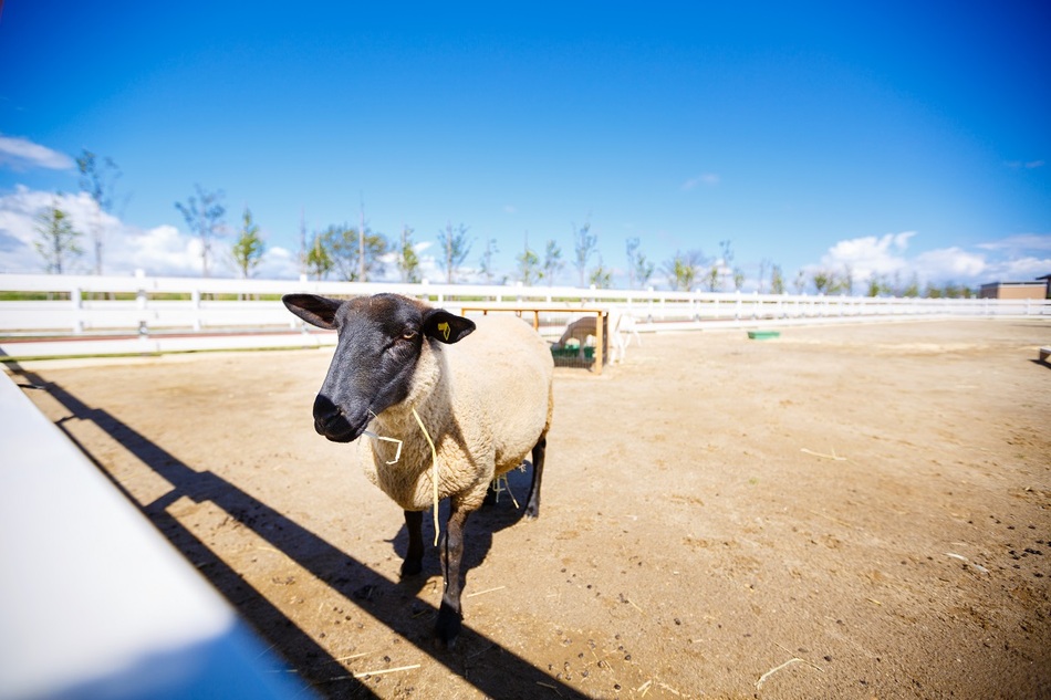 羊ふれあい