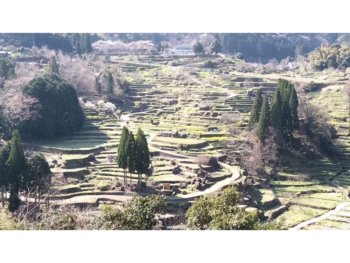 棚田風景
