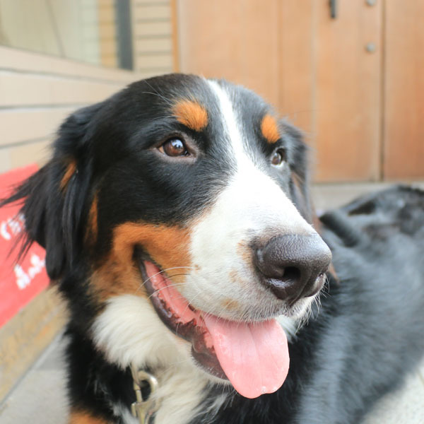 【愛犬】《パル》です！遊びに来てくださいね♪