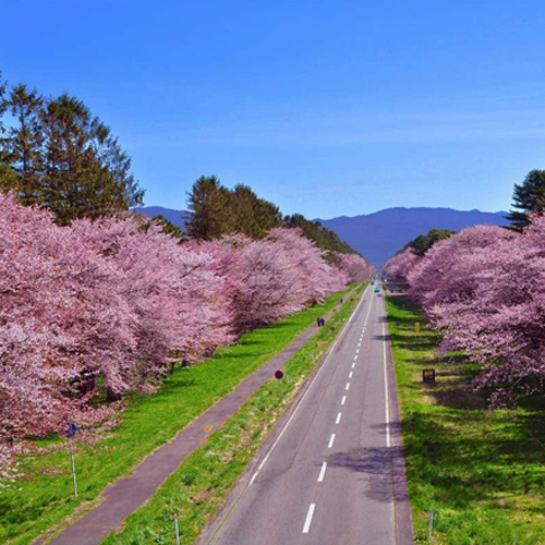 静内の二十間道路の桜並木♪５月上旬が見頃です♪