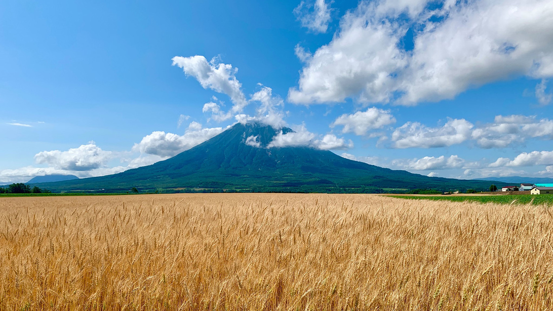 羊蹄山とススキのコントラストが美しい秋