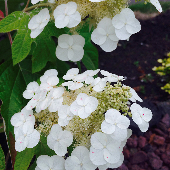 お花