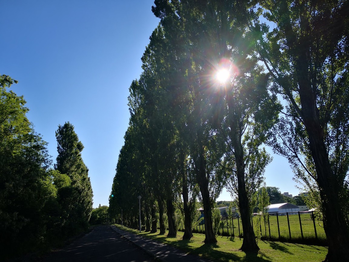 北海道大学ポプラ並木