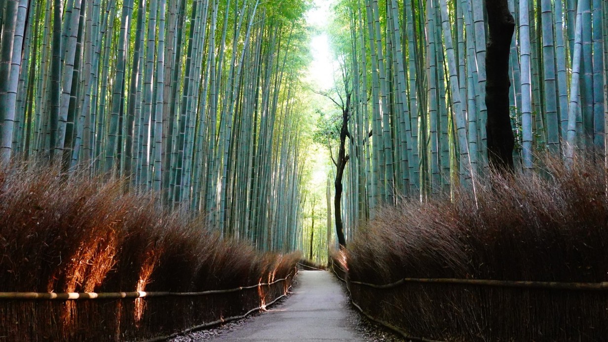 嵐山・竹林の小径渡月橋の北側、嵯峨野に広がる竹林の小径をのんびり散歩してはいかがでしょう。