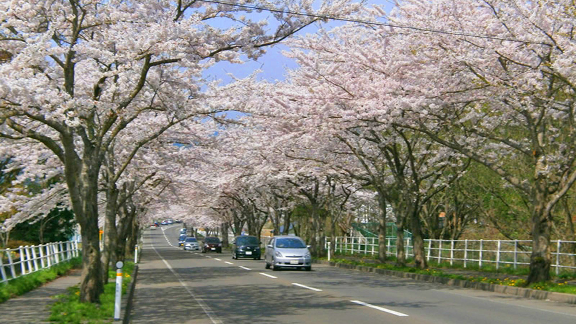 【大畑桜ロード】約1300本、約6kmにもわたる桜並木。春のドライブスポットとして有名です。（見頃は