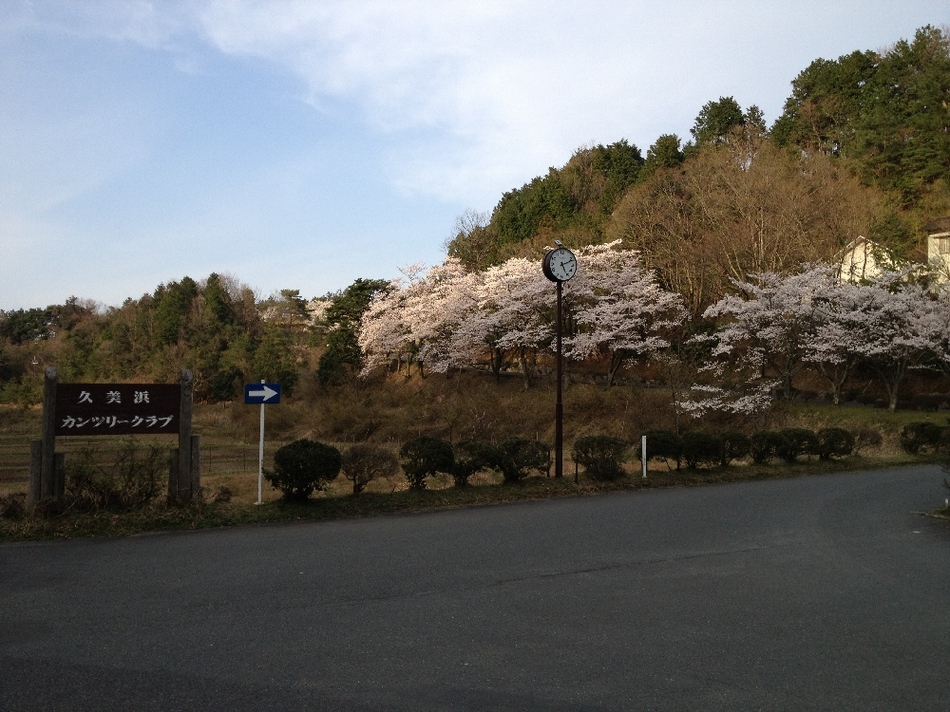 久美浜カンツリークラブ桜