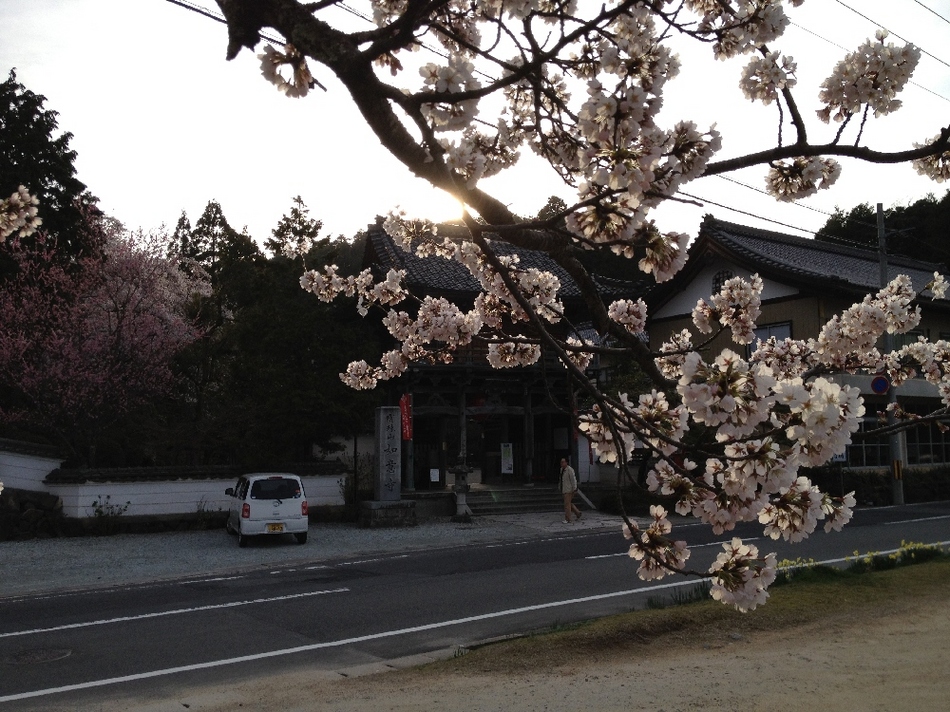 如意寺桜