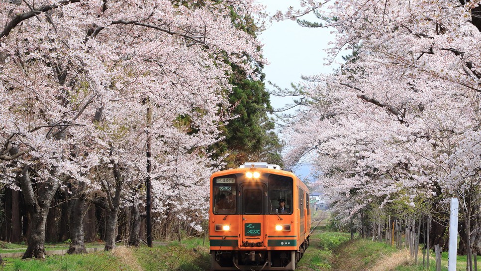 桜の見ごろは4月下旬〜5月上旬☆芦野公園でお花見＆津軽半島をドライブしませんか?