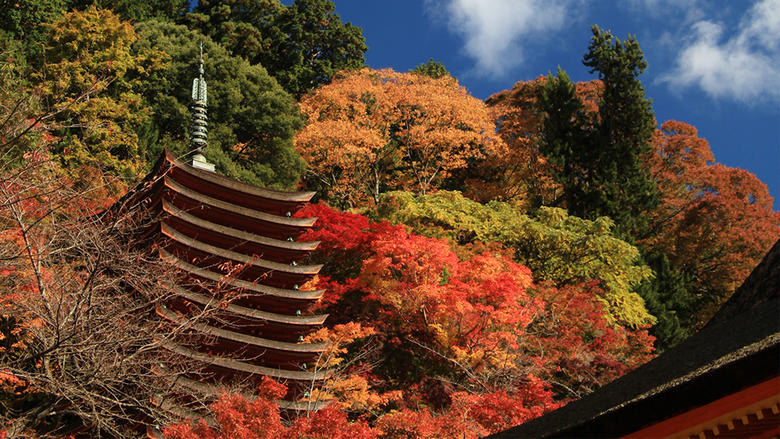 【談山神社・秋】当館すぐ裏の談山神社。期間限定で紅葉の夜間ライトアップも行われます。