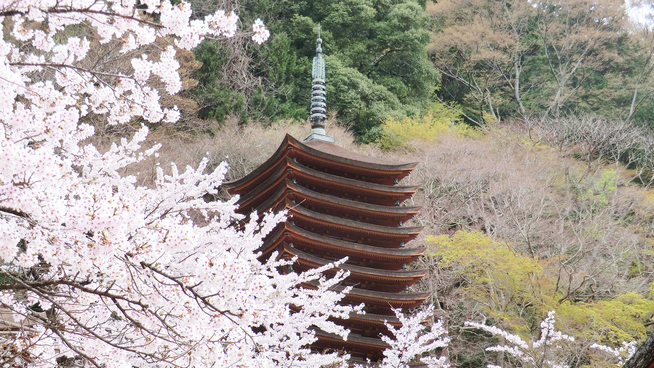  【談山神社・春】当館真向かいの談山神社。たくさんの桜が咲き誇ります。