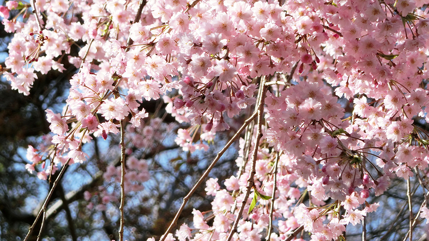 垂れ桜花盛り