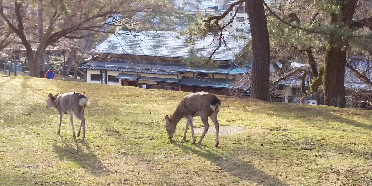 興福寺の鹿