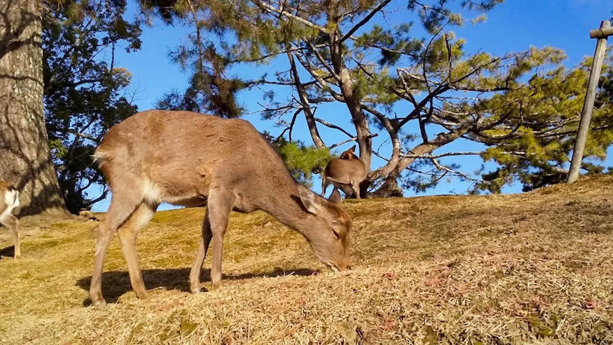 ・【鹿】天然記念物、奈良のシカで有名な奈良公園も徒歩圏内。奈良らしいふれあい体験を