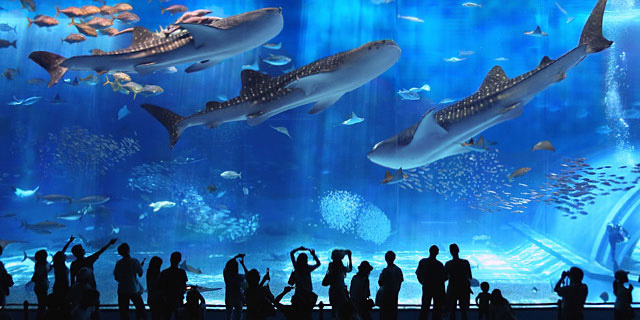 美ら海水族館-01