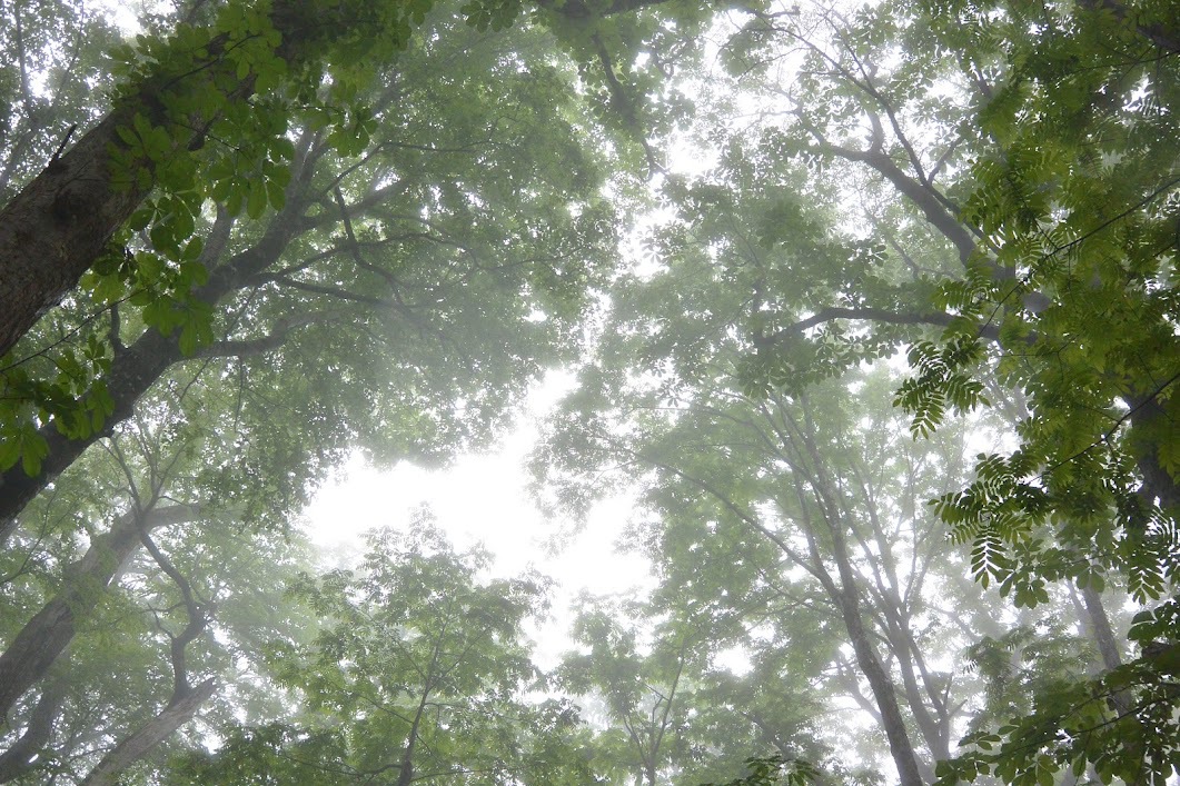 新緑の八甲田・森