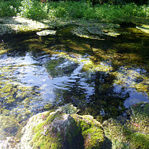 *【グダリ沼】全体が湧き水で出来ており、一面のコケと水性植物が織りなす景色は最高です。 