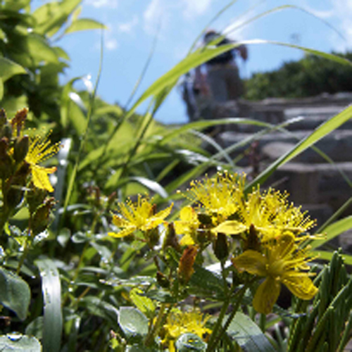 *【ロープウェー〜毛無岱〜酸ヶ湯】